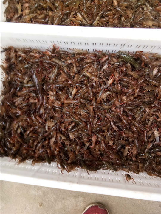 虾苗供应商