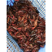 河南虾苗哪家好