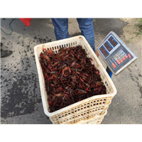 湖北龙虾批发商｜湖北潜江小龙