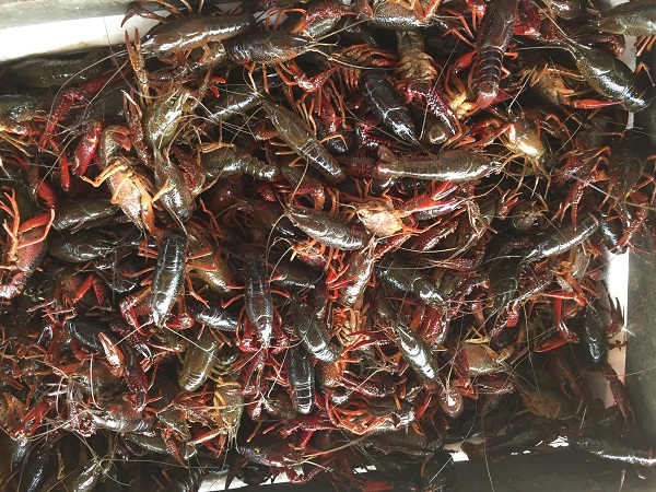 345钱小龙虾｜湖北小龙虾批发价格 