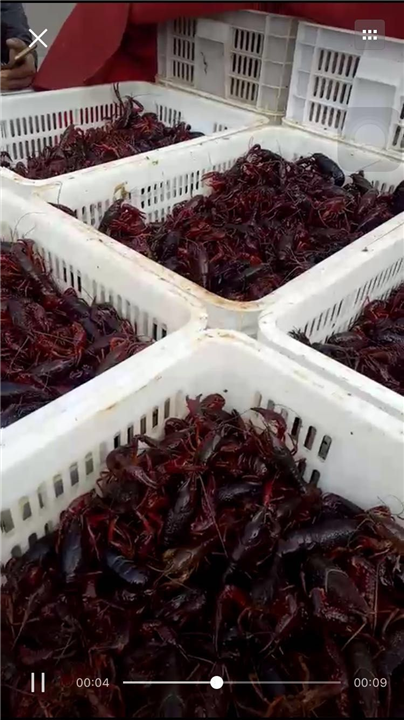 小龙虾多少钱一斤｜湖北小龙虾价格 