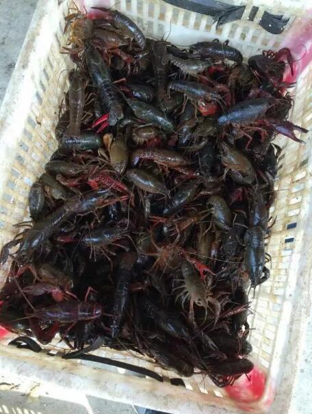 湖北潜江小龙虾批发｜湖北小龙虾批发价格 