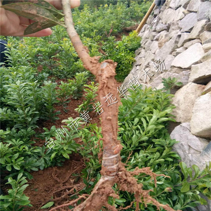 云南杨梅树苗基地_云南杨梅树苗批发价格 