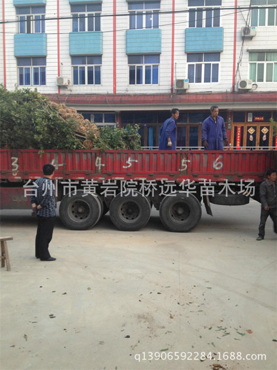 湖北杨梅树苗基地_湖北杨梅树苗批发价格 