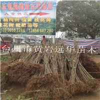 湖北枇杷苗基地_湖北枇杷苗种植基地 