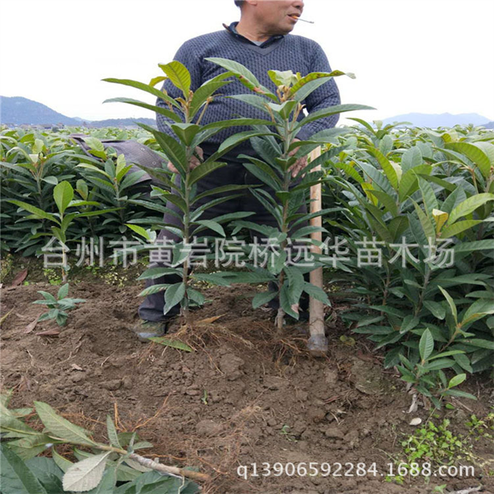 陕西枇杷苗基地_陕西枇杷苗多少钱一棵？ 