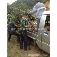 广东杨梅树苗基地_广东杨梅树苗多少钱一棵？ 