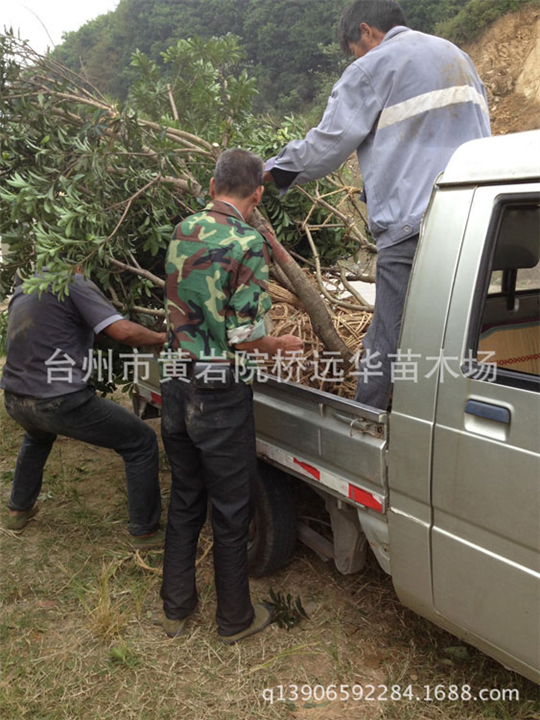 广东杨梅树苗基地_广东杨梅树苗多少钱一棵？ 