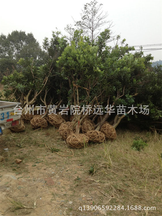 湖北杨梅树苗基地_湖北杨梅树苗多少钱一棵？ 