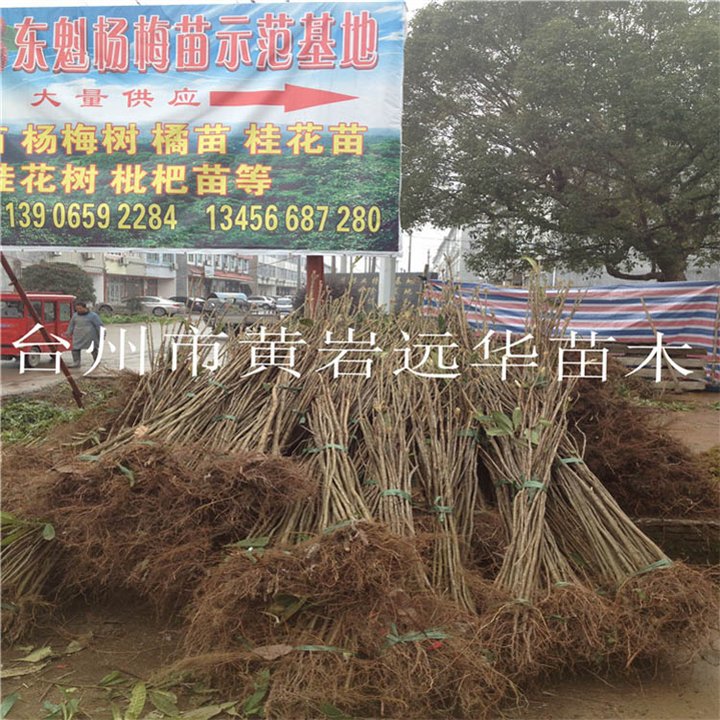湖北枇杷苗基地_湖北枇杷苗种植基地 