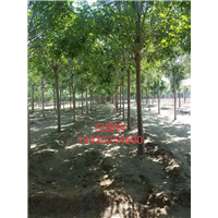 15公分白蜡树