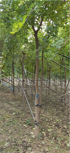 8公分元宝枫 