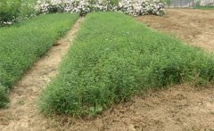 四川迎春种植基地