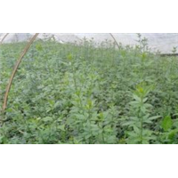 四川迎春种植