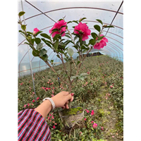 成都茶梅4