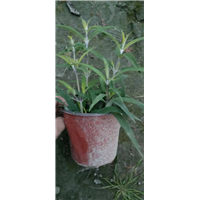 成都蓝花鼠尾草1