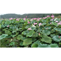 深圳莲花种植园