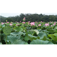 东莞莲花价格