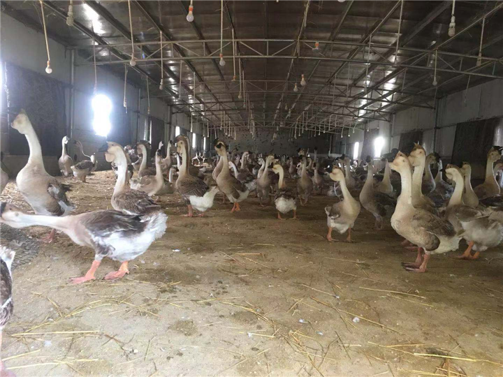 广州狮头鹅苗供应商-鹅苗供应商-广东大白沙鹅苗 