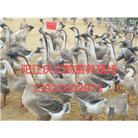 大白沙鹅苗