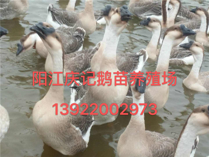 大白沙鹅苗 