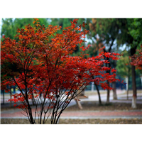宁波红枫批发#丽水基地#台州早晚樱花基地 