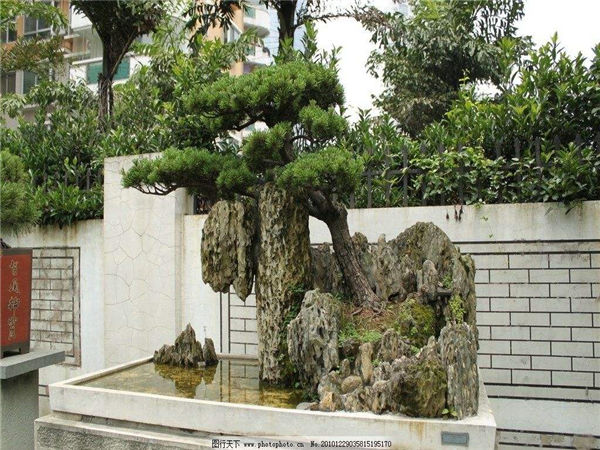浙江绿化苗木基地#宁波五针松基地批发电话 