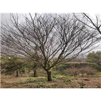 宁波红枫批发#衢州红枫基地#衢州红枫树苗批发 