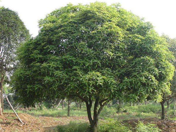 供应浙江桂花品种-杭州桂花多少钱 