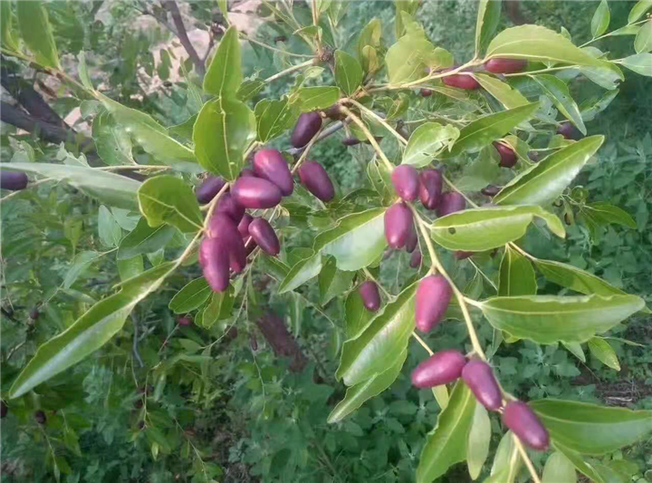 枣树苗种植