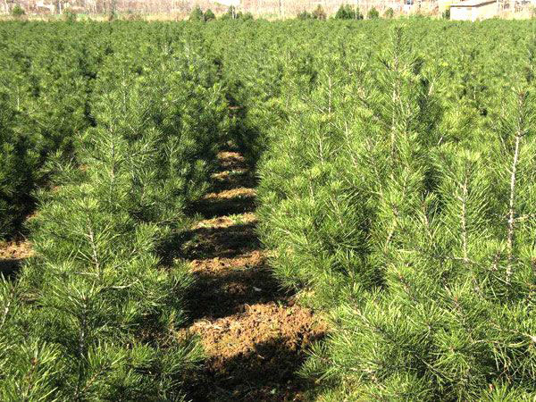 白皮松种植