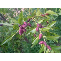 枣树苗种植