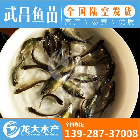 湖北鳊鱼苗批发价