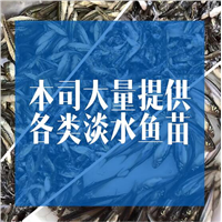 四川鸭嘴鱼苗价格