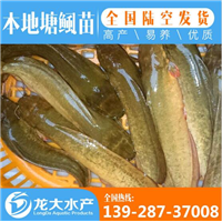 塘角鱼鱼苗价格