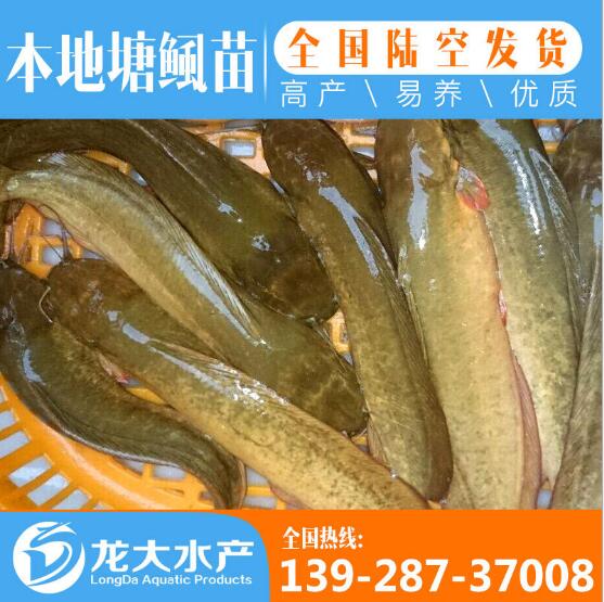 塘角鱼鱼苗价格