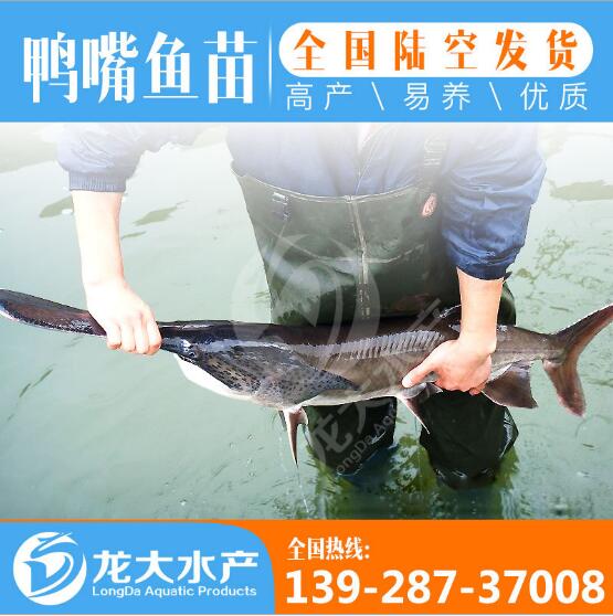 广州鸭嘴鱼苗批发价格