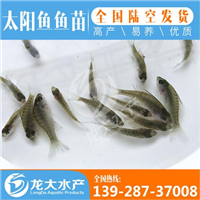 太阳鱼苗批发价格