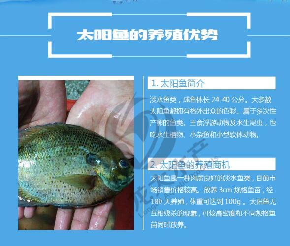 湖北太阳鱼苗价钱