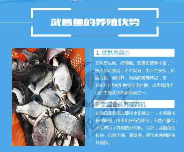 浙江鳊鱼苗报价