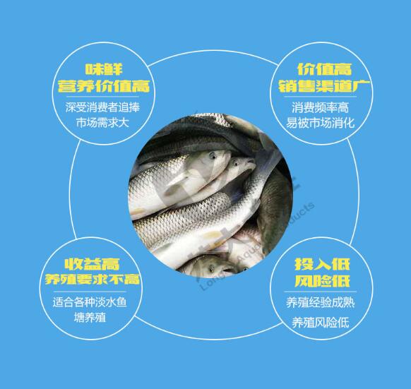 江苏草鱼苗批发价格