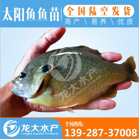 江西太阳鱼苗价格