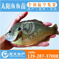 江西太阳鱼苗价格