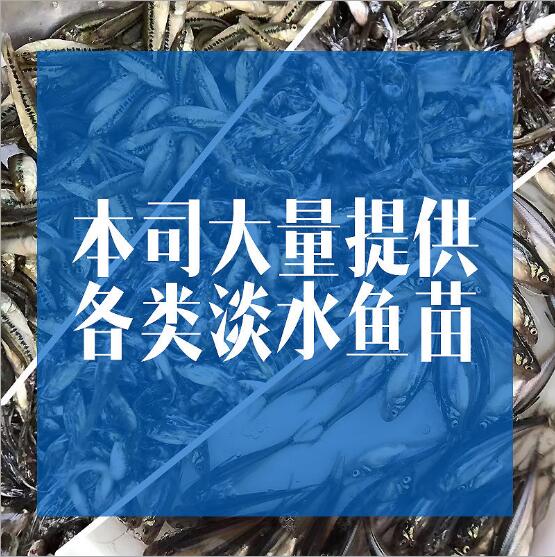 四川鸭嘴鱼苗价格