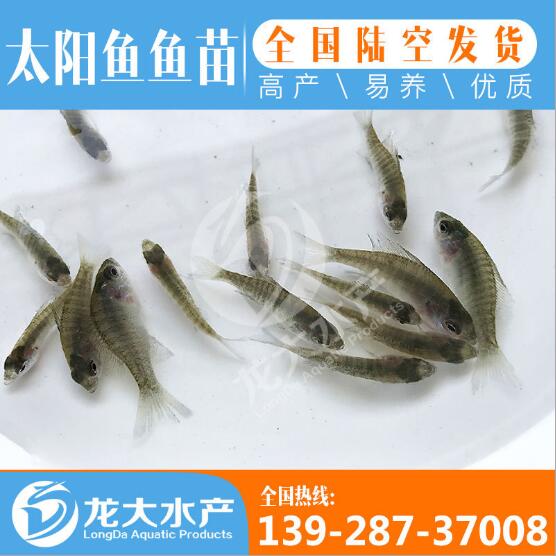 太阳鱼苗批发价格
