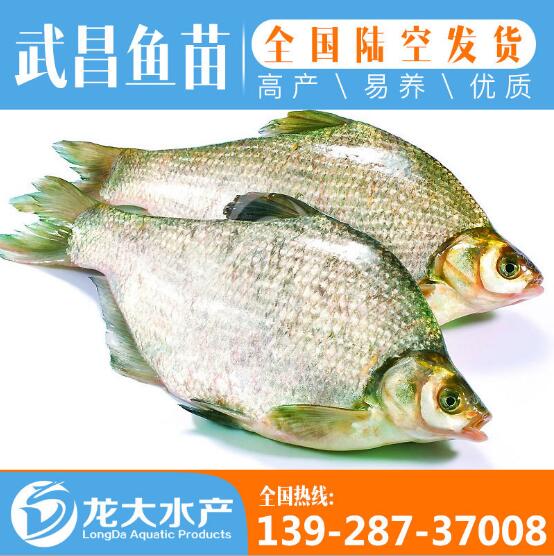 鳊鱼苗种批发求购