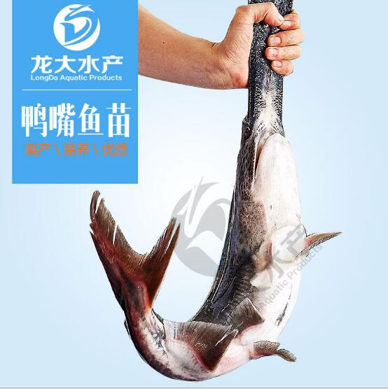 鸭嘴鱼苗批发价格