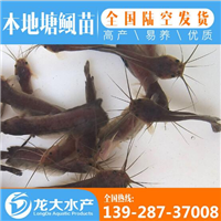 浙江塘角鱼鱼苗价格