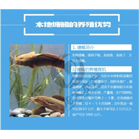 广东塘角鱼鱼苗批发价格