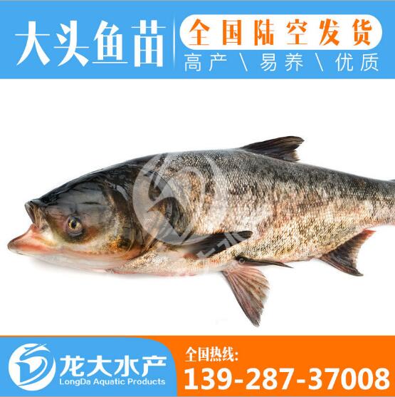 花鲢大头鱼苗价格